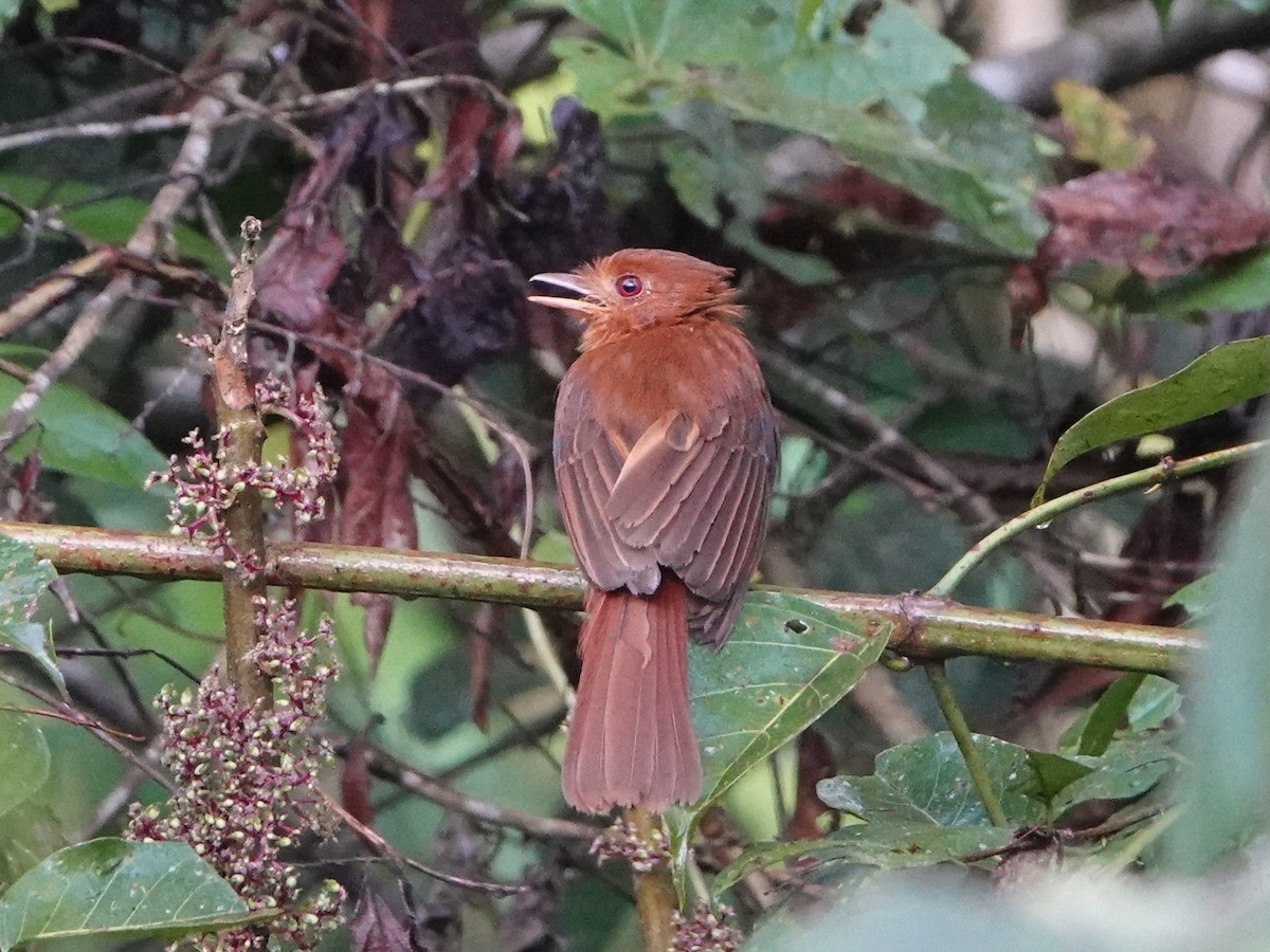 Rufous Twistwing - Barry Reed