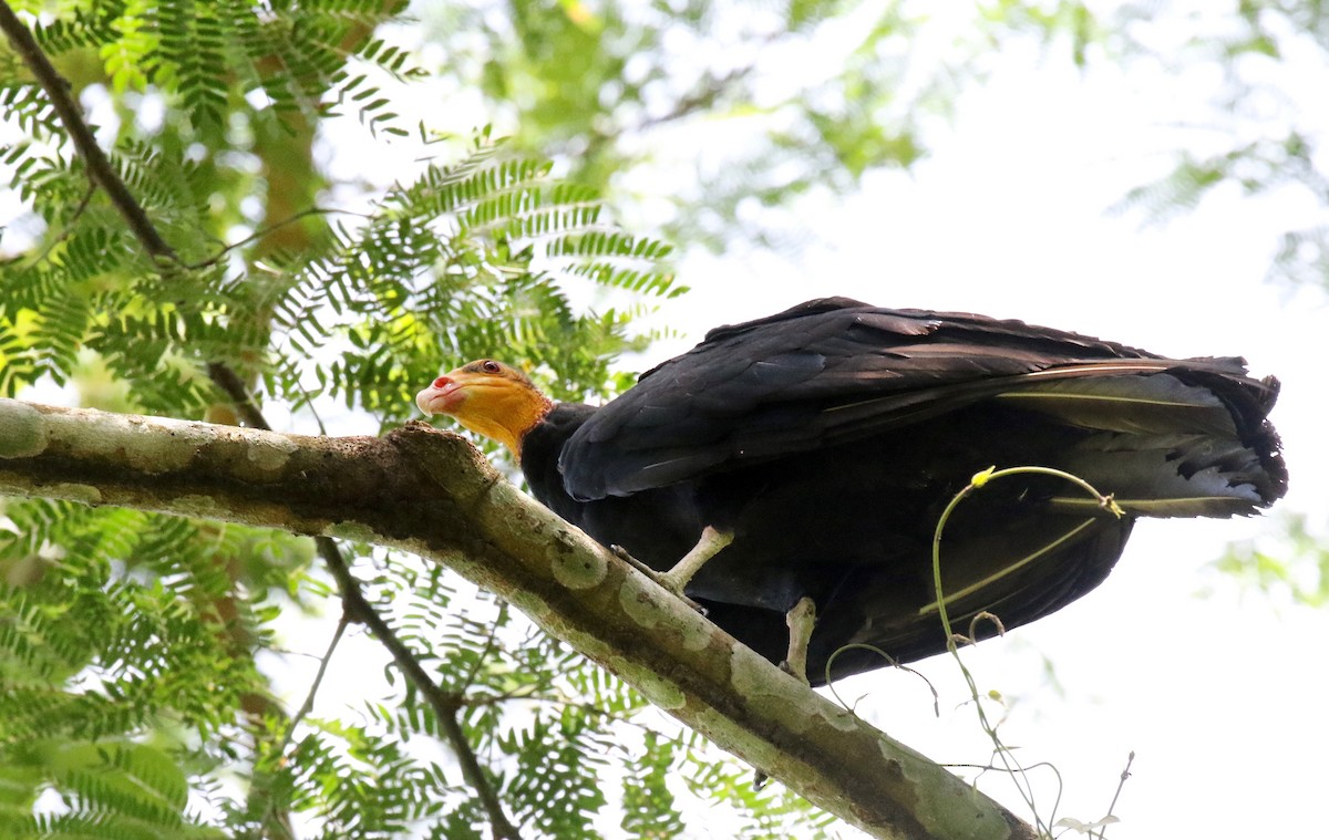 Greater Yellow-headed Vulture - ML465644371