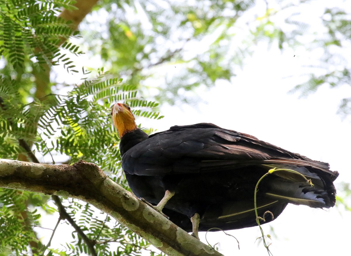 Greater Yellow-headed Vulture - ML465644381