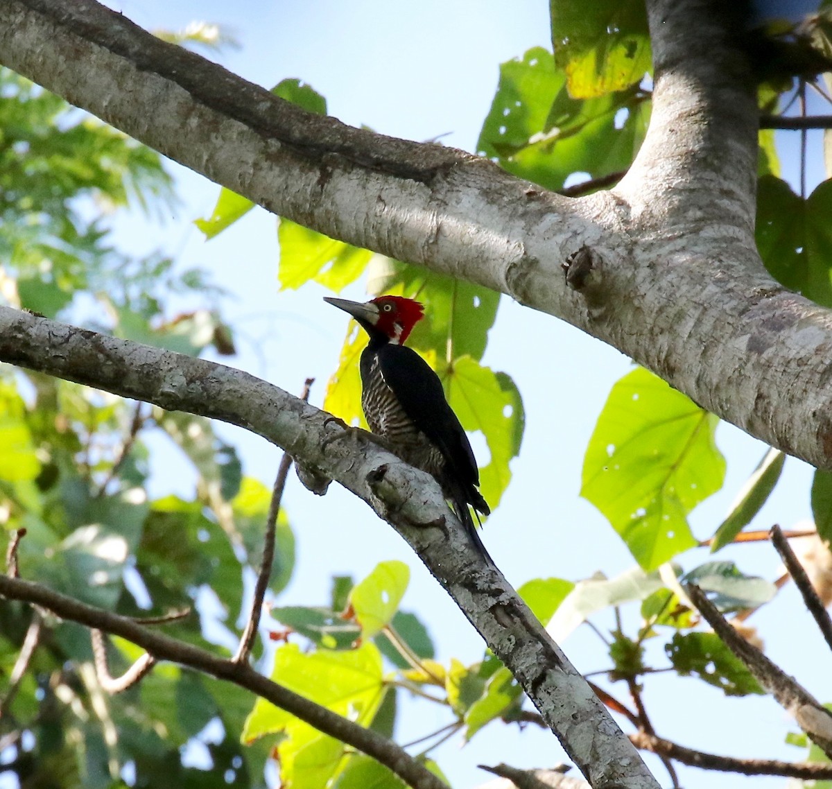 Crimson-crested Woodpecker - Sandy Vorpahl