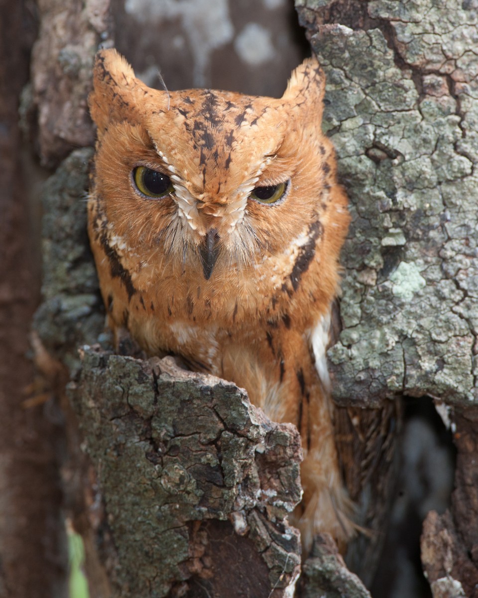 Madagascar Scops-Owl (Torotoroka) - Robert Lewis