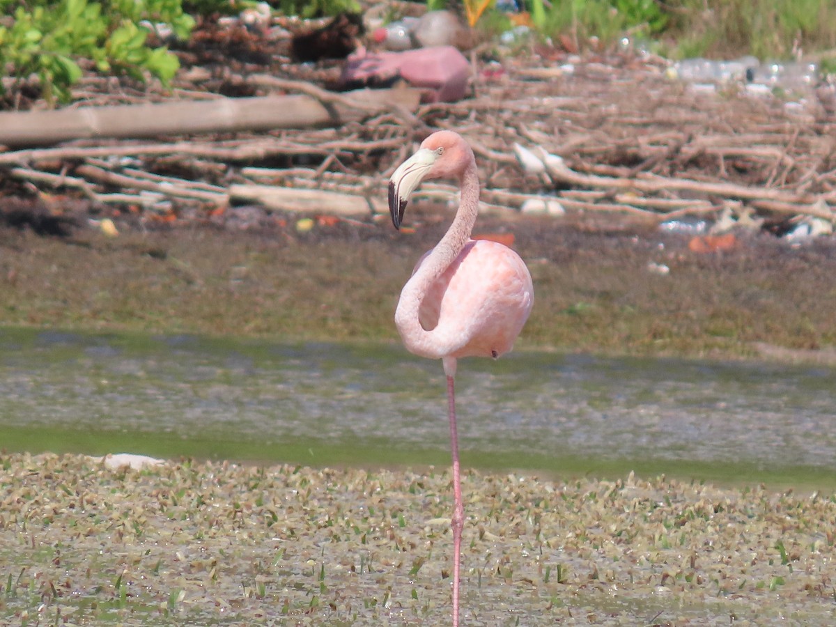 American Flamingo - Anuar Acosta