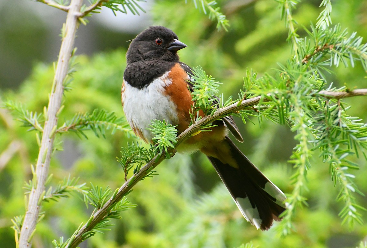 Spotted Towhee - ML465646761