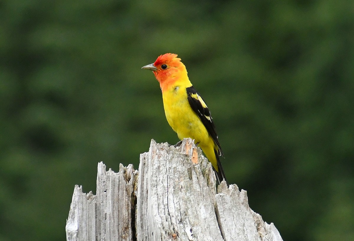 Western Tanager - ML465646791