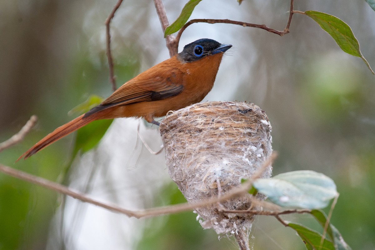 Malagasy Paradise-Flycatcher - Robert Lewis