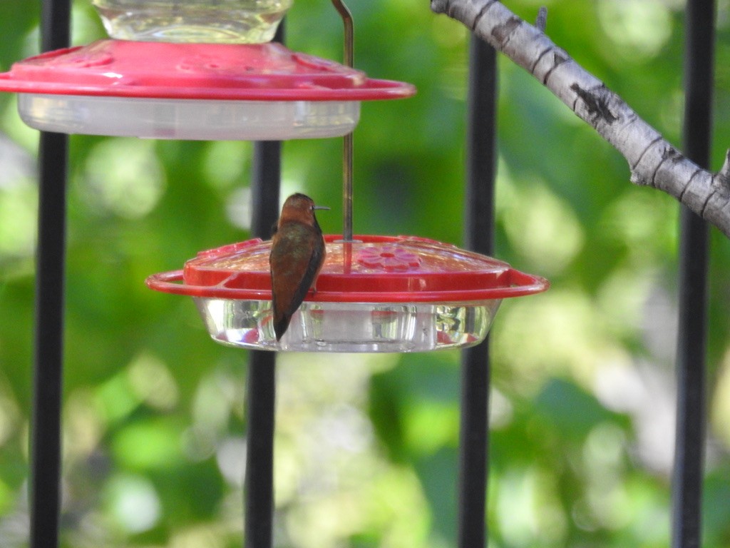 Rufous Hummingbird - ML465651171