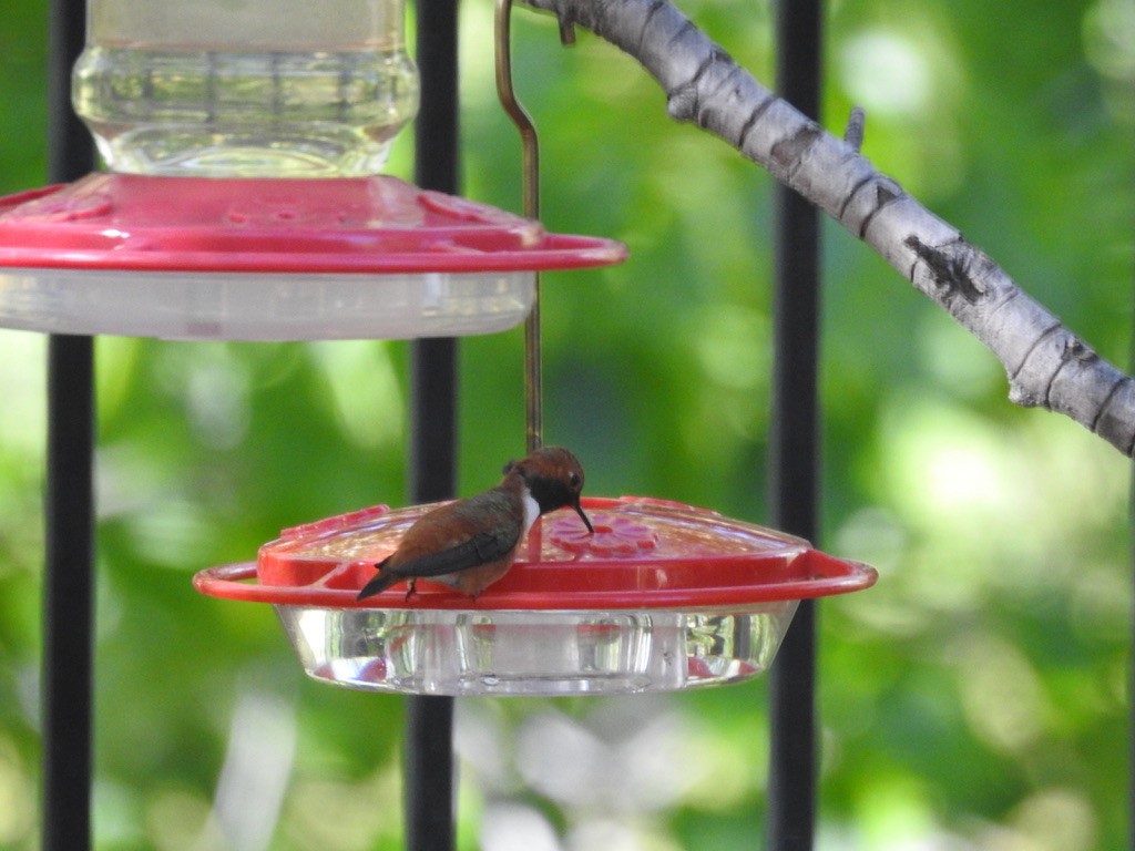 Rufous Hummingbird - ML465651181