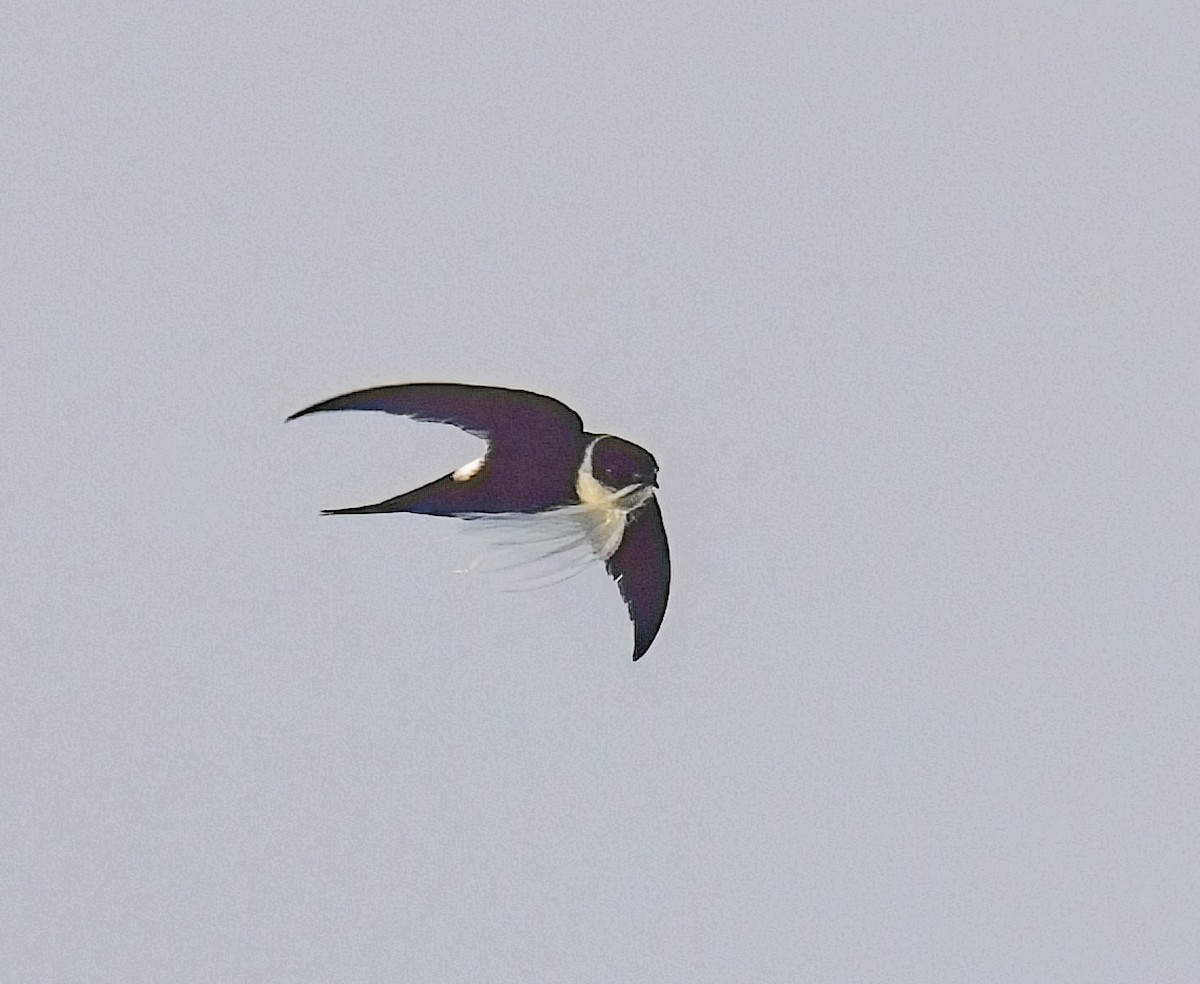 Lesser Swallow-tailed Swift - Chuck Heikkinen