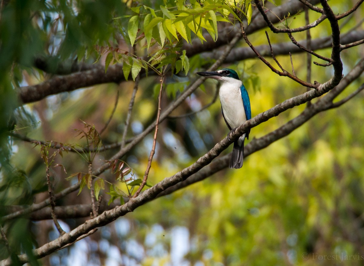Collared Kingfisher - Forest Botial-Jarvis
