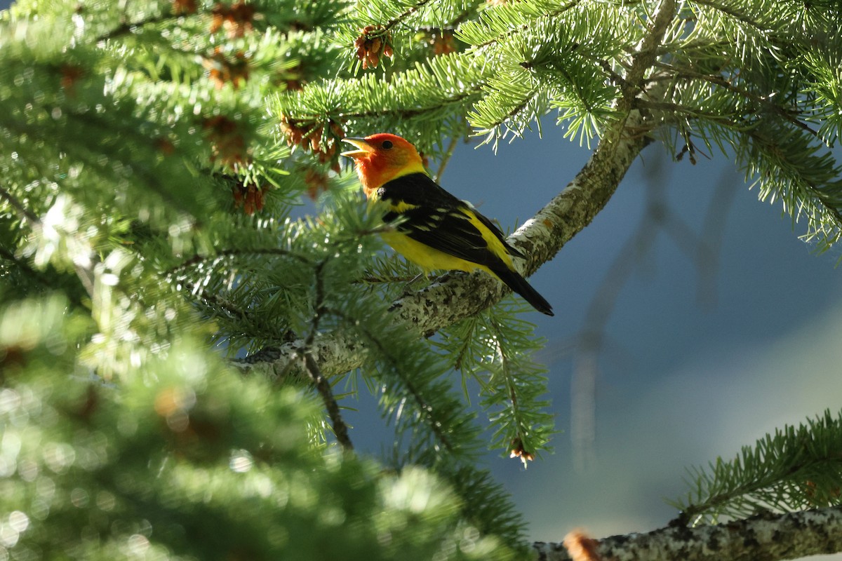 Western Tanager - ML465656351