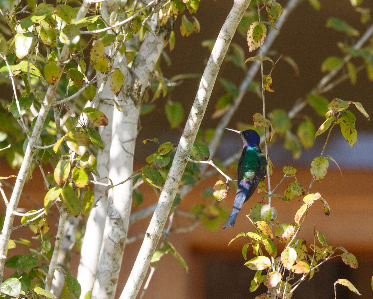 Swallow-tailed Hummingbird - ML465657261