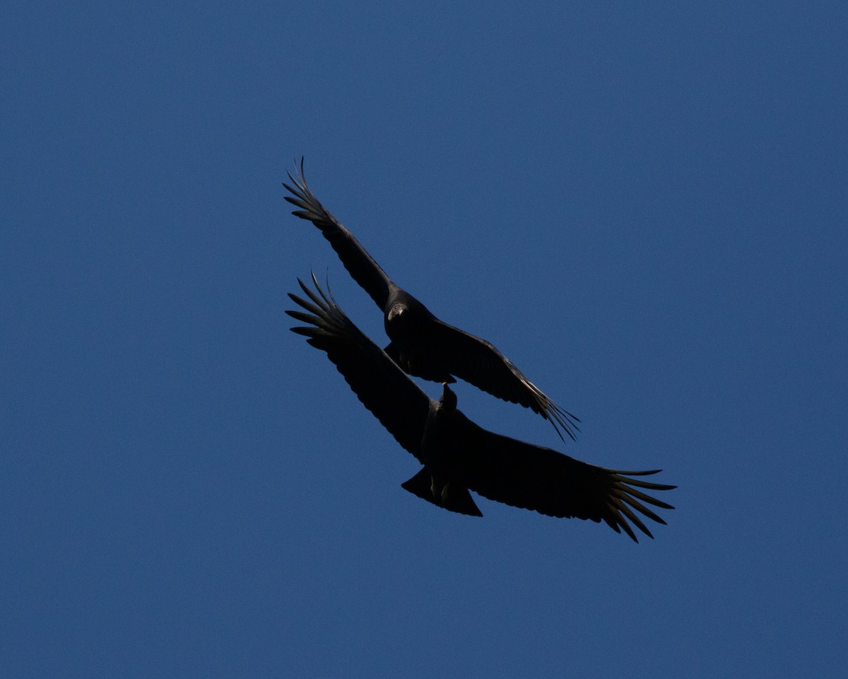 Black Vulture - ML465657801