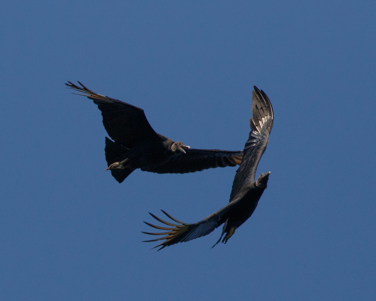 Black Vulture - ML465657891