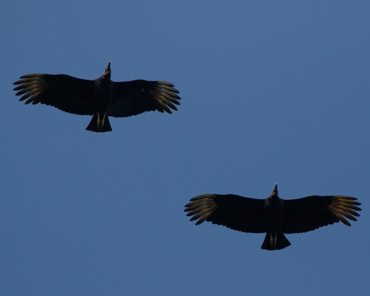 Black Vulture - Silvia Faustino Linhares