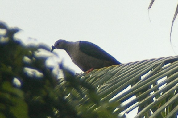 Pacific Imperial-Pigeon - ML46565931