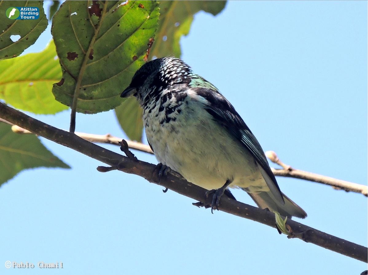 Azure-rumped Tanager - Pablo Chumil Birding Guatemala