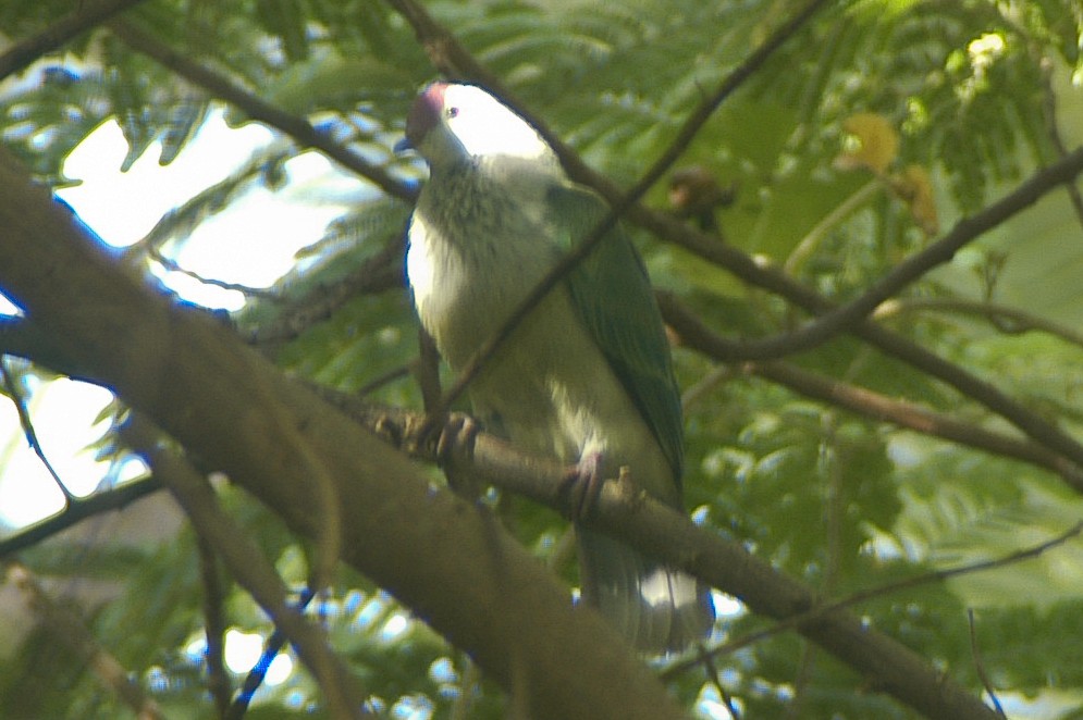 Cook Islands Fruit-Dove - ML46565951