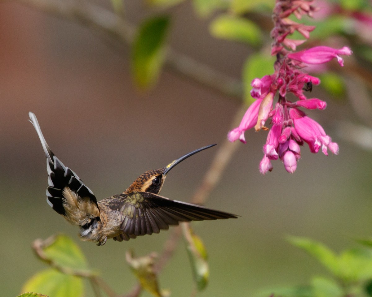Scale-throated Hermit - ML465659641