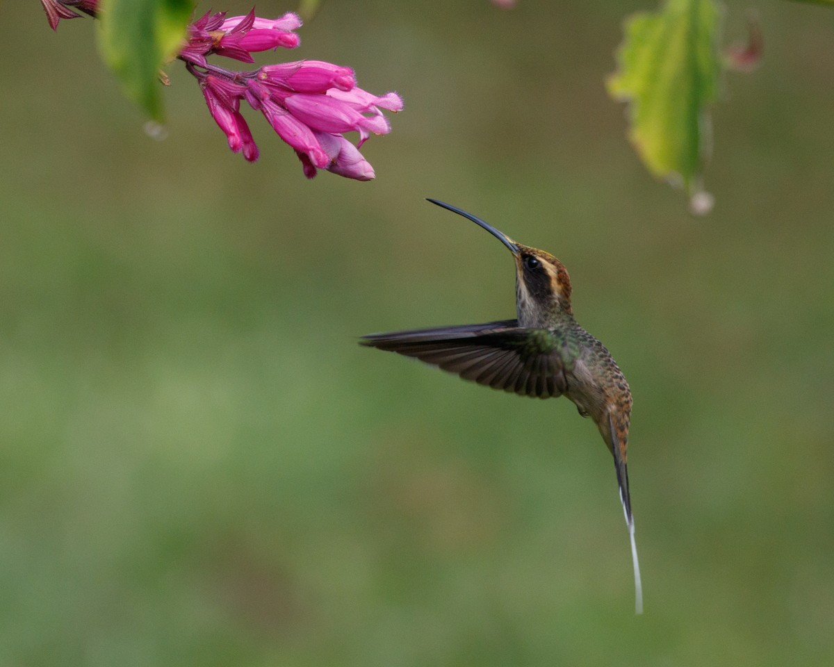 Scale-throated Hermit - ML465659701