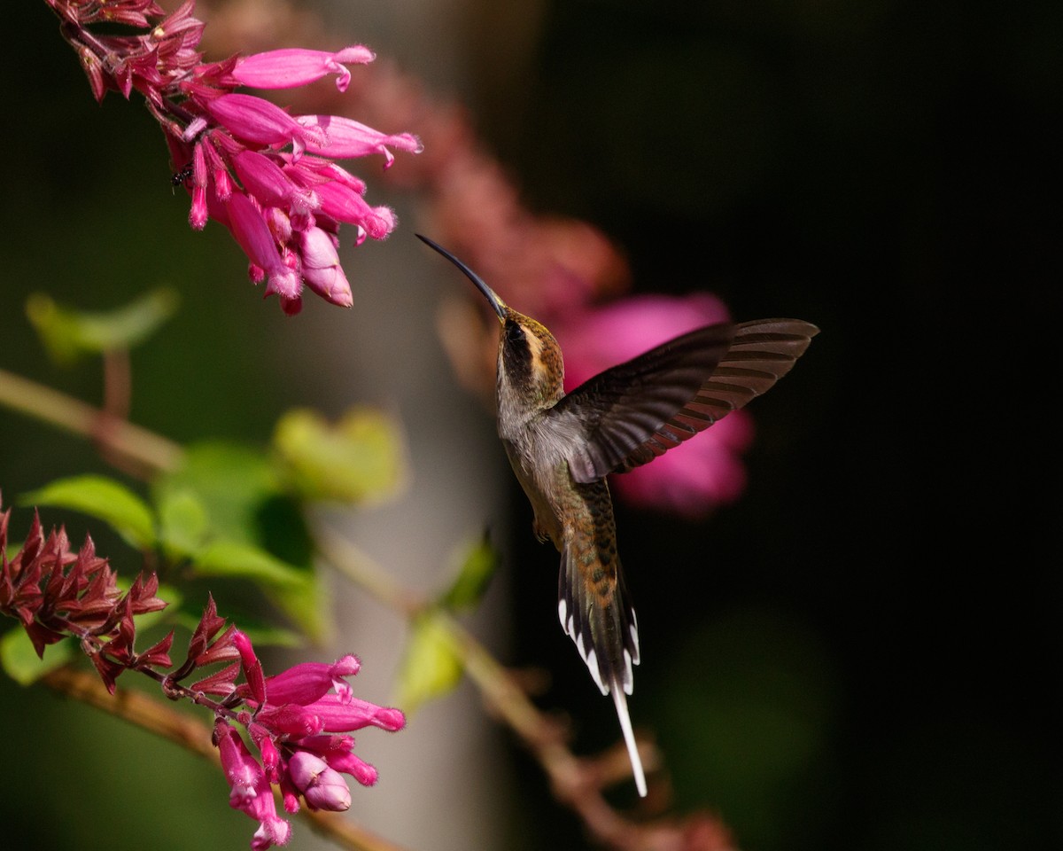 Scale-throated Hermit - ML465659751