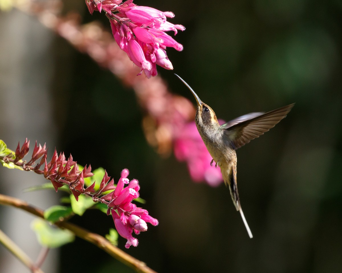 Scale-throated Hermit - ML465659771