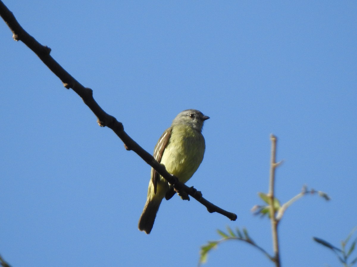 Yellow-crowned Tyrannulet - ML465660101