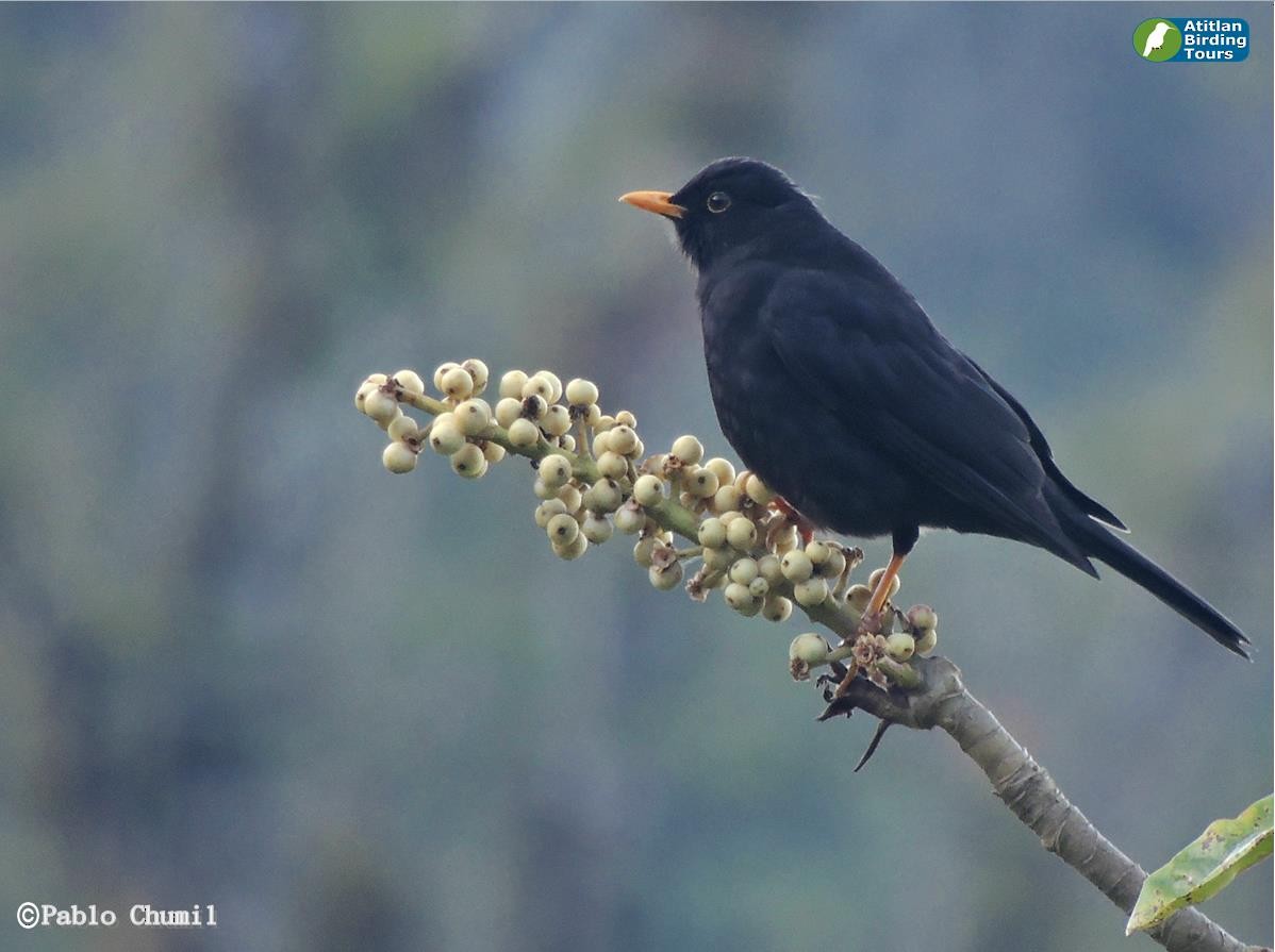 Black Thrush - Pablo Chumil Birding Guatemala