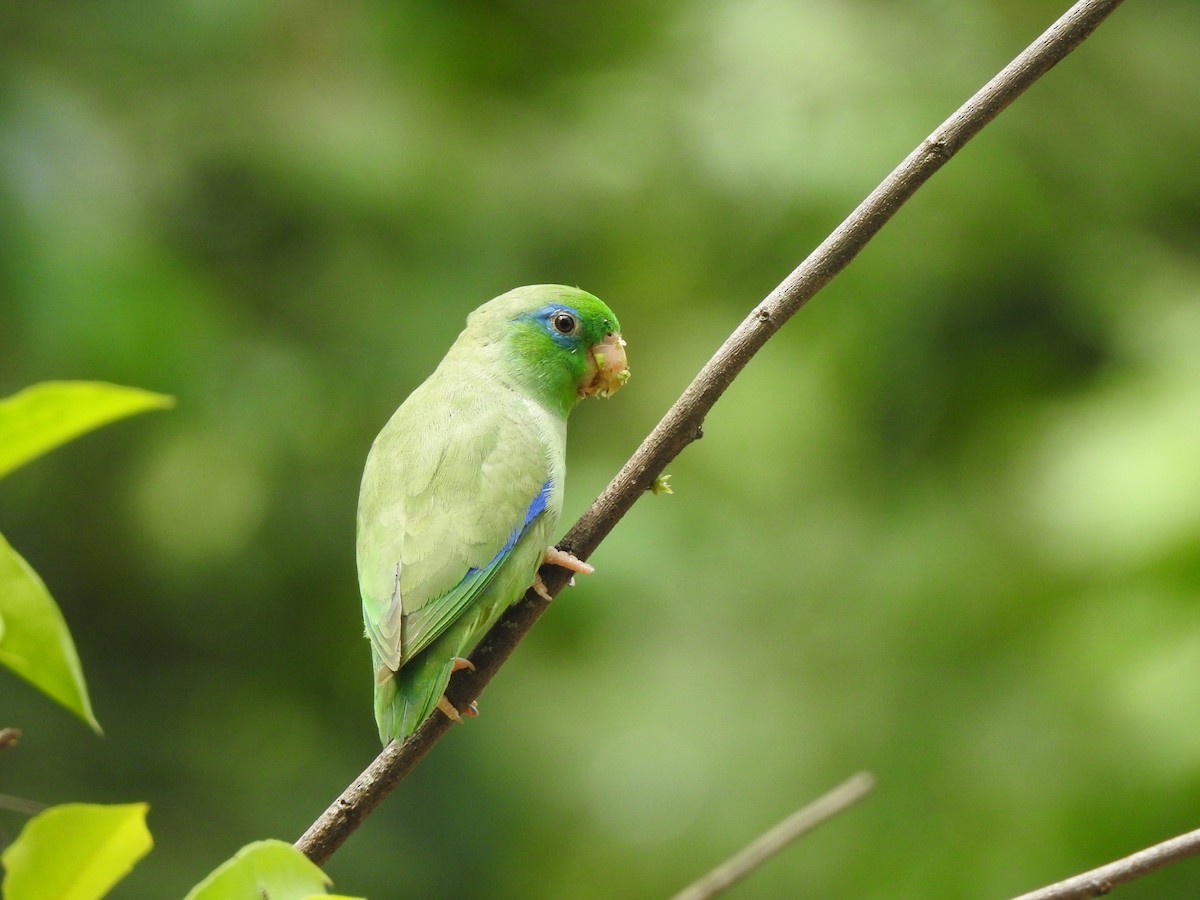 Spectacled Parrotlet - ML465662831