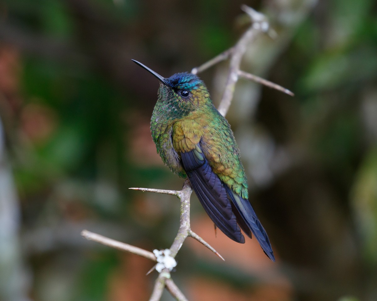 kolibřík fialovotemenný - ML465665021