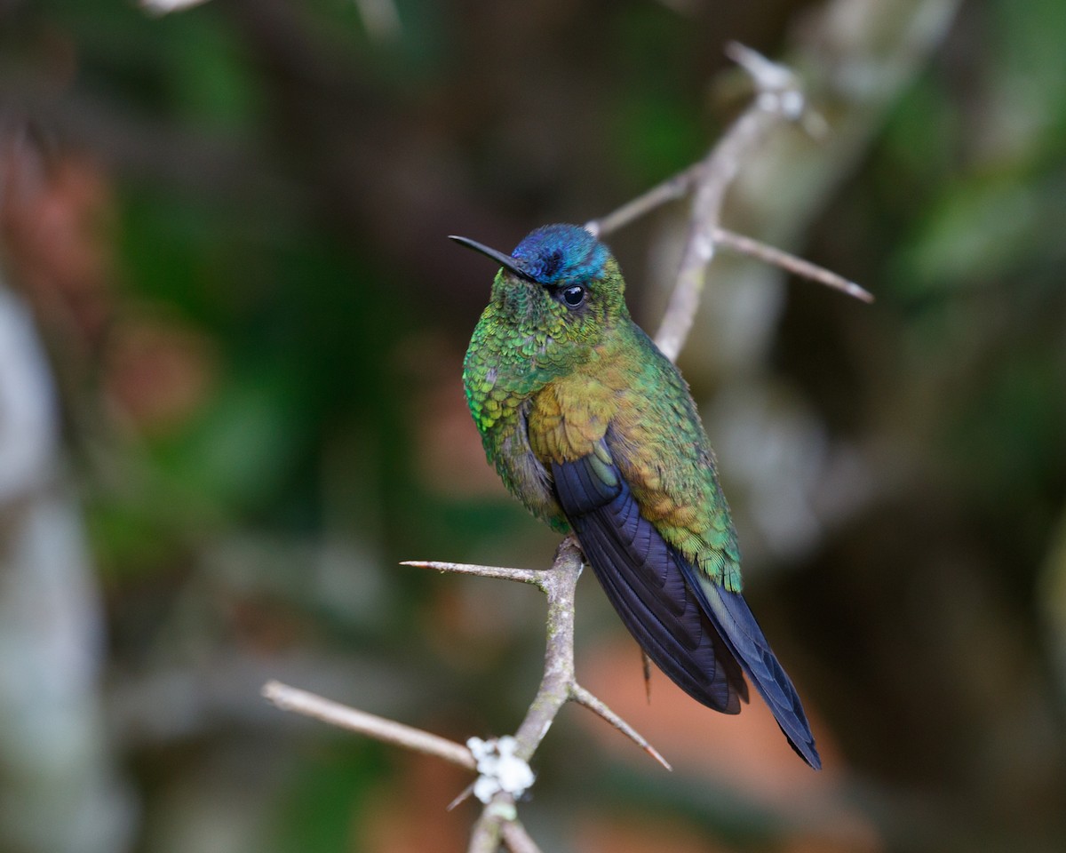 kolibřík fialovotemenný - ML465665041