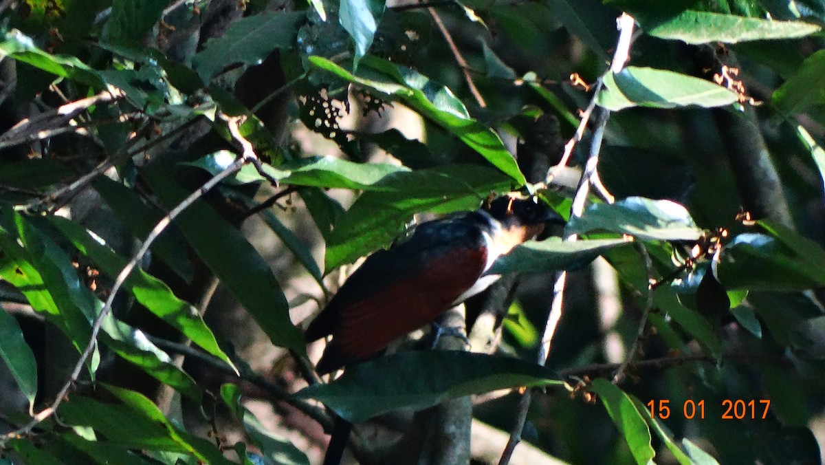 Chestnut-winged Cuckoo - SS prasanth