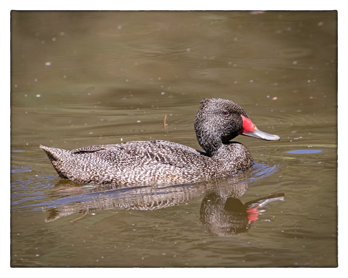Freckled Duck - ML46567131