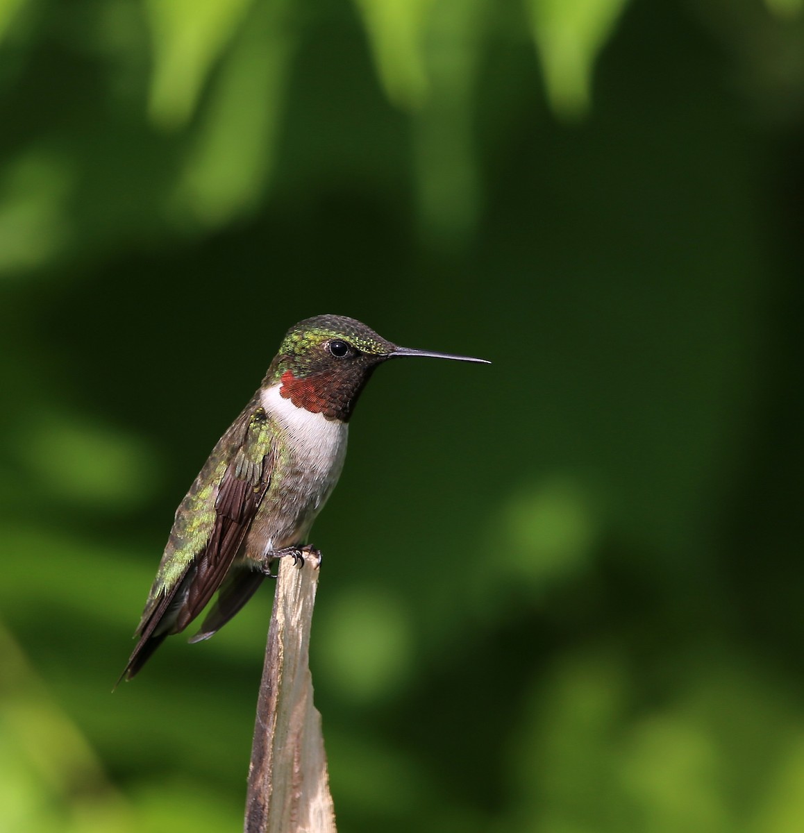 Ruby-throated Hummingbird - ML465671941
