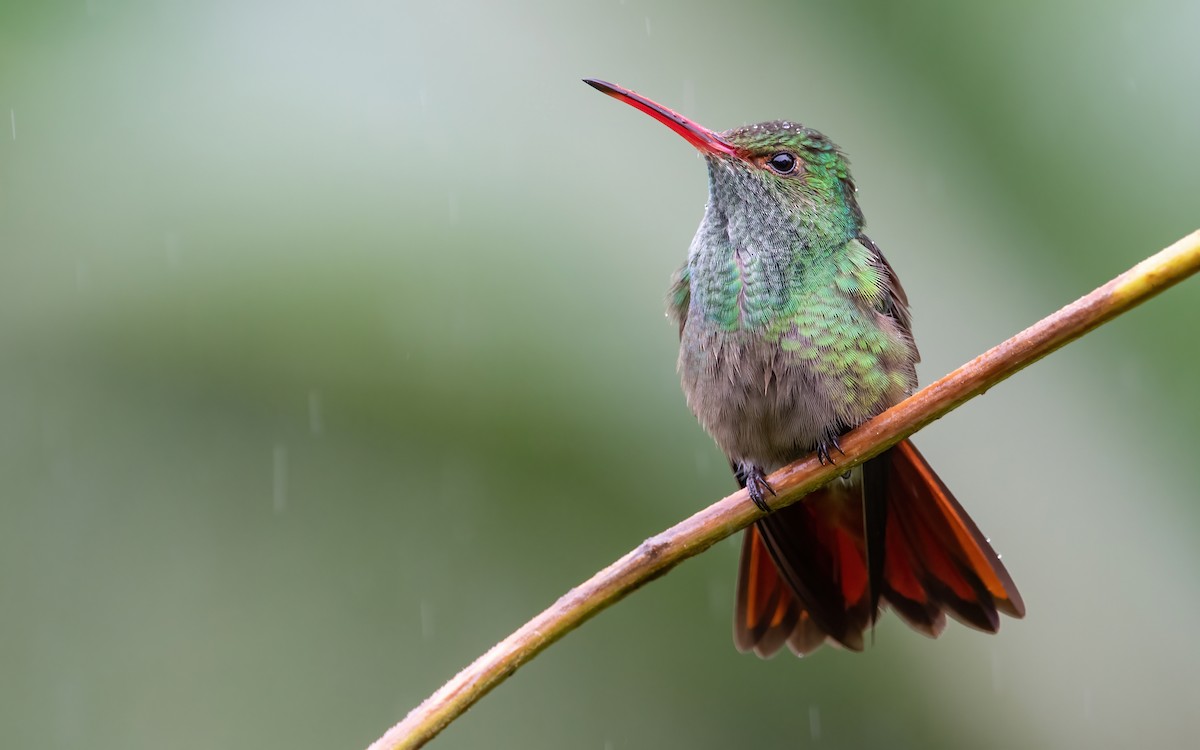 Rufous-tailed Hummingbird - Mason Maron