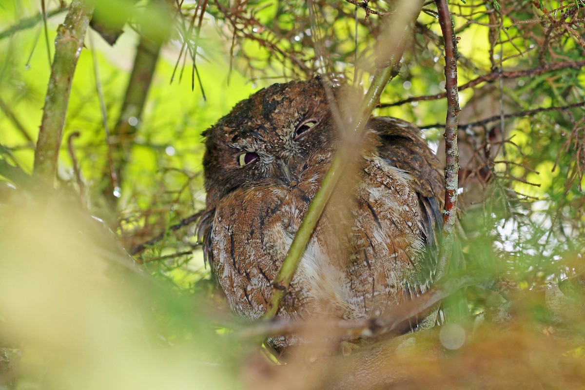 Madagascar Scops-Owl (Rainforest) - ML46568311