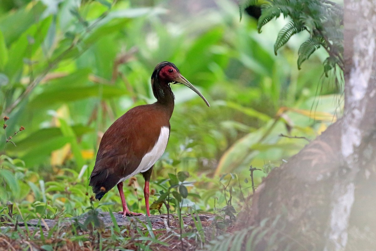 Madagascar Ibis - Nigel Voaden