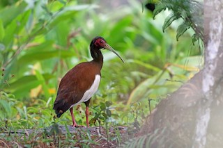  - Madagascar Ibis