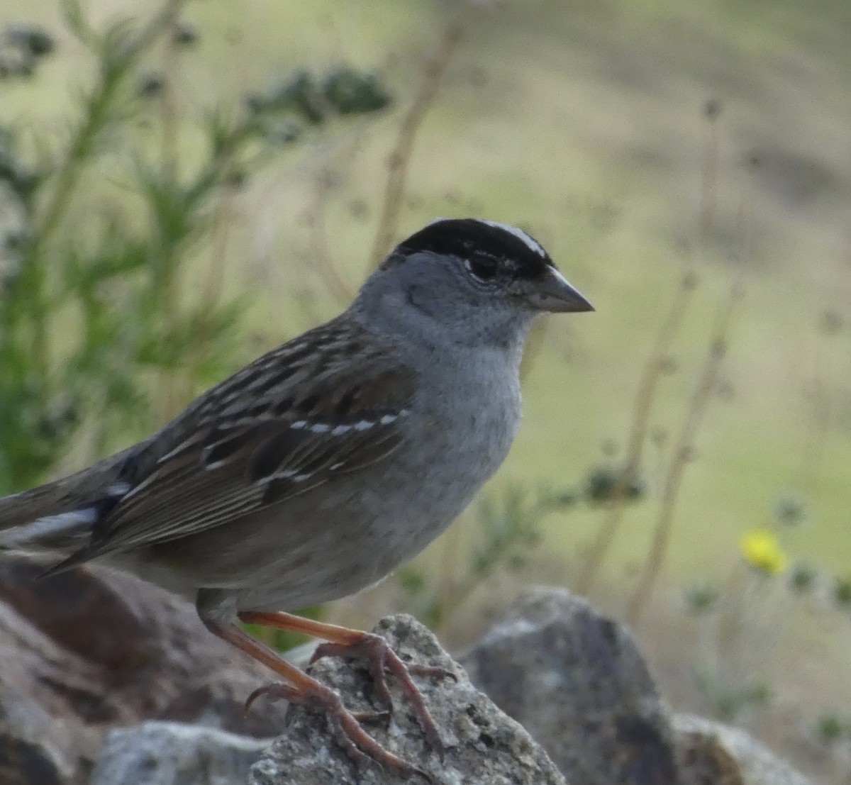 Golden-crowned Sparrow - ML465683751