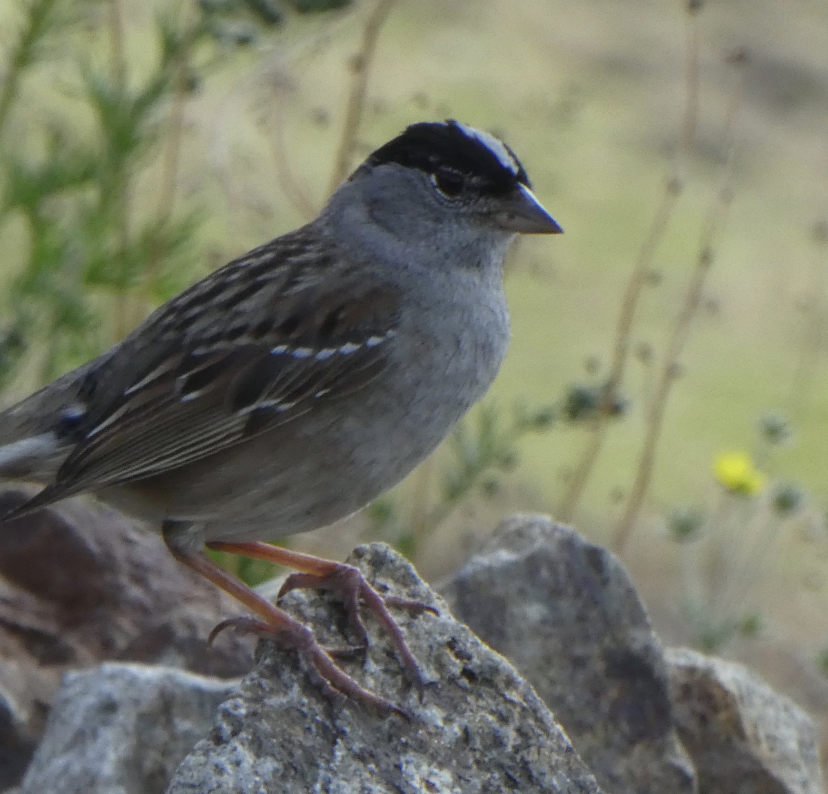 Golden-crowned Sparrow - T A