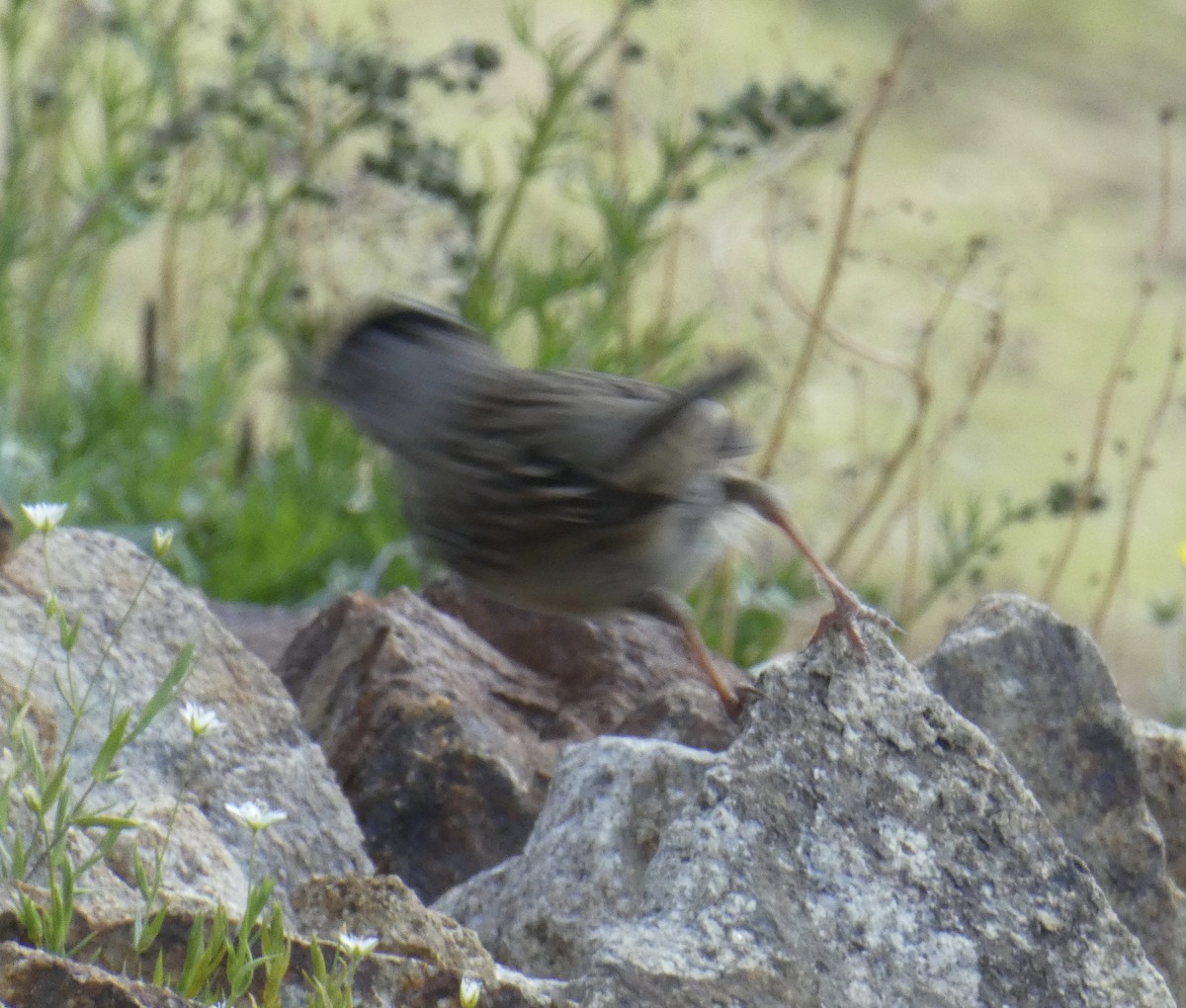 Golden-crowned Sparrow - T A