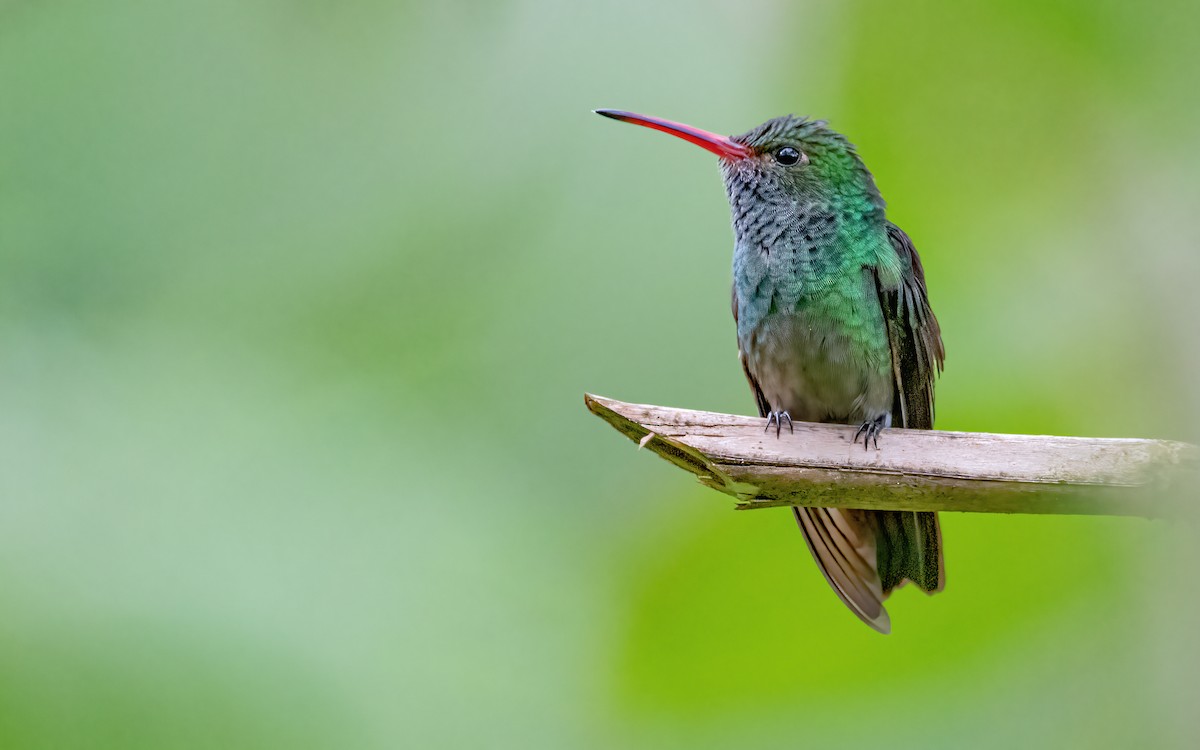 Rufous-tailed Hummingbird - ML465683981