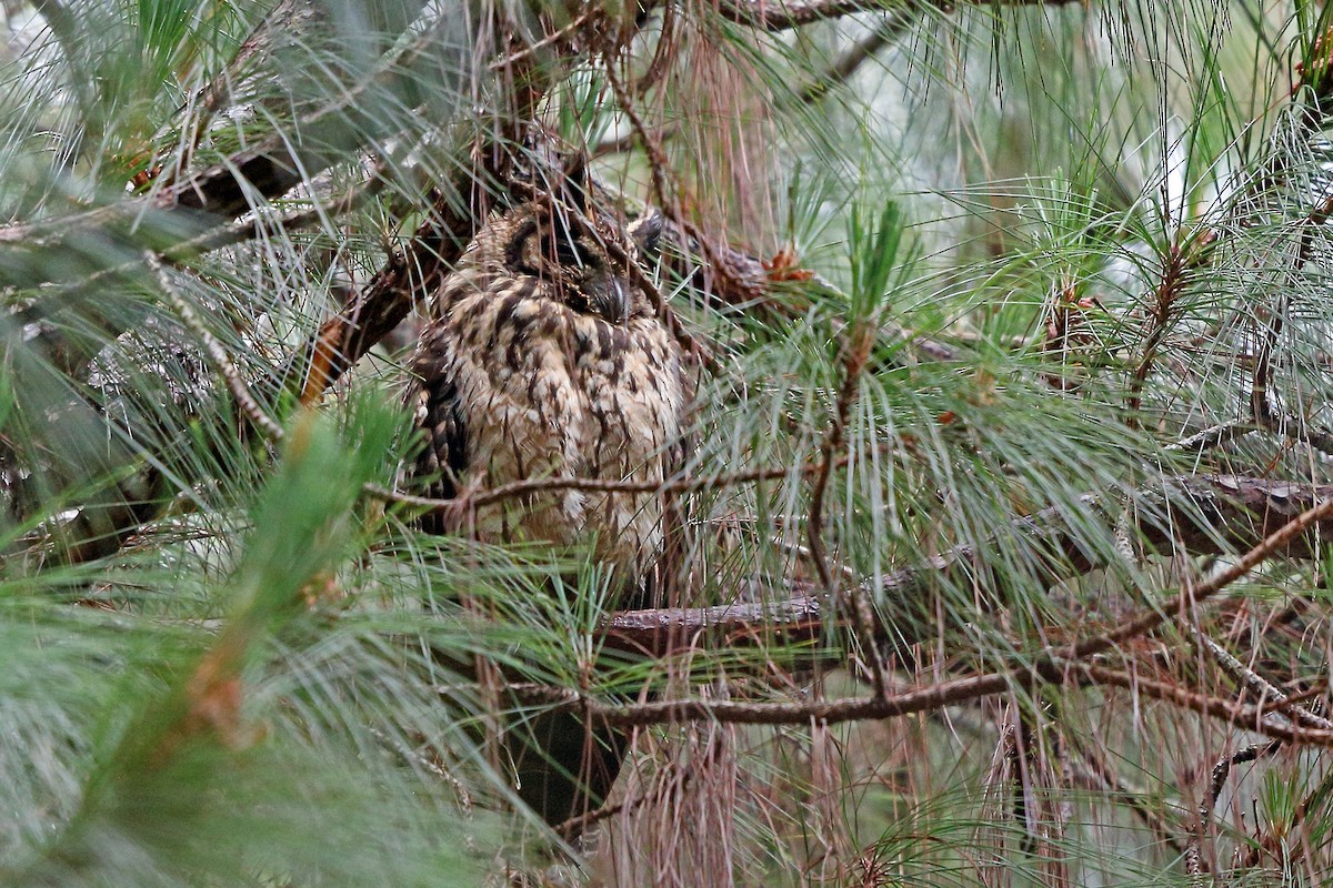 Madagascar Owl - ML46568451