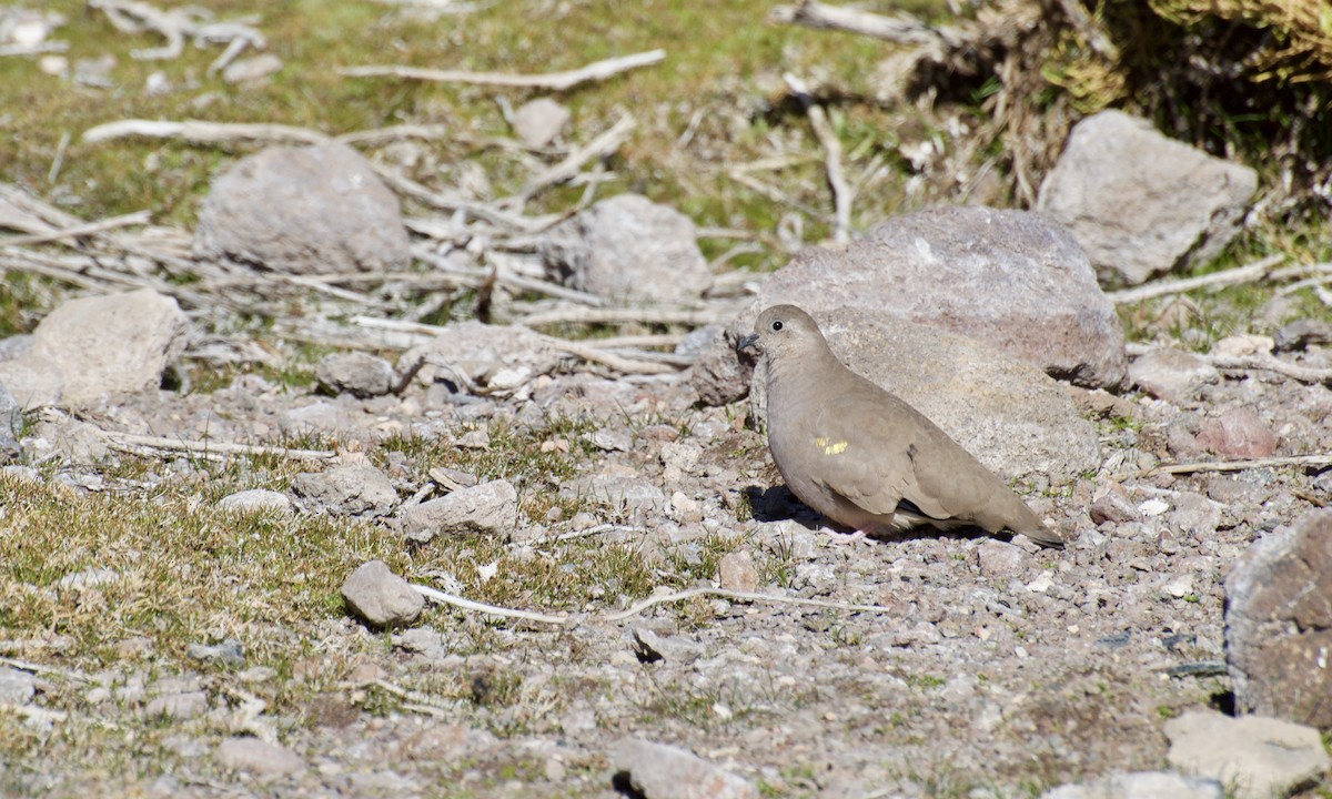 Golden-spotted Ground Dove - Erik Sandvig