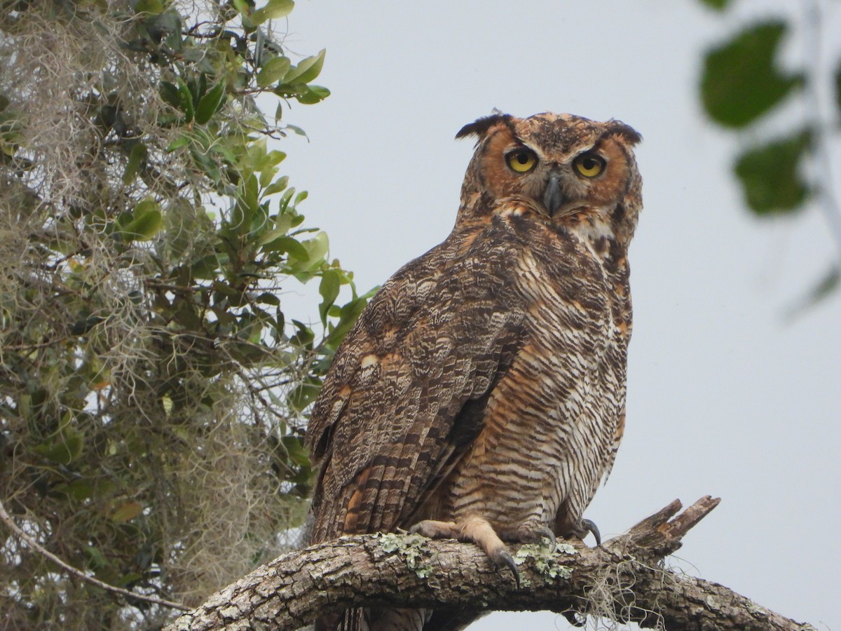 Great Horned Owl - ML465685551