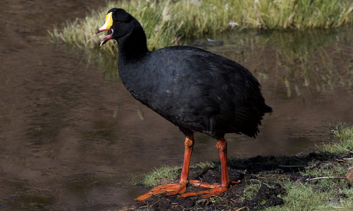 Giant Coot - ML46568571