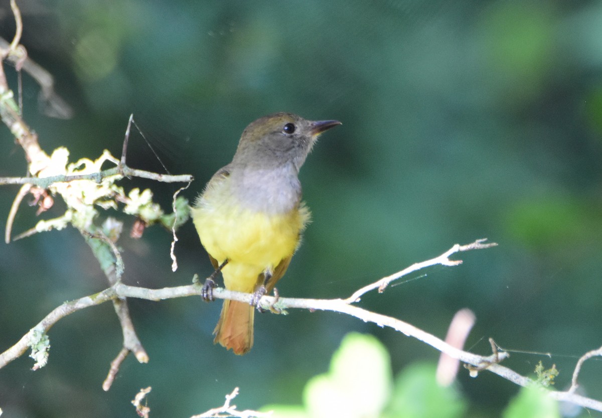 Great Crested Flycatcher - ML465688731