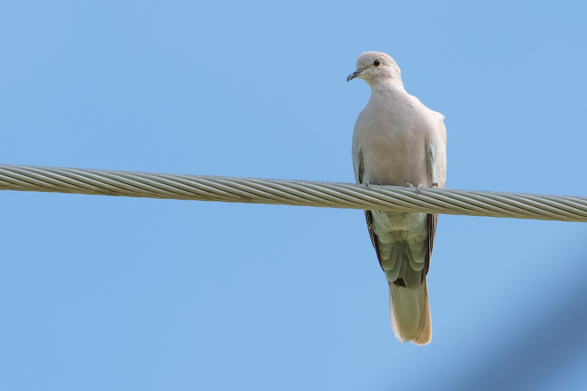 African Collared-Dove - Neo Morpheus