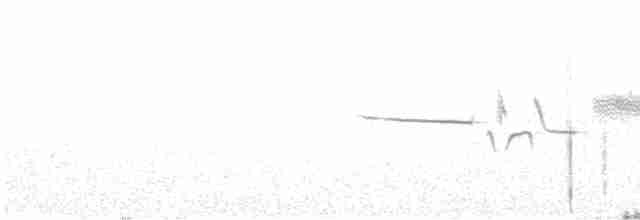 Bruant à couronne blanche (gambelii) - ML465696911
