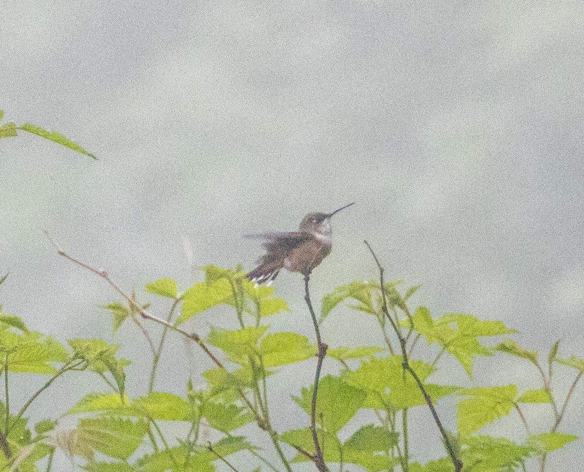 Rufous Hummingbird - ML465697021