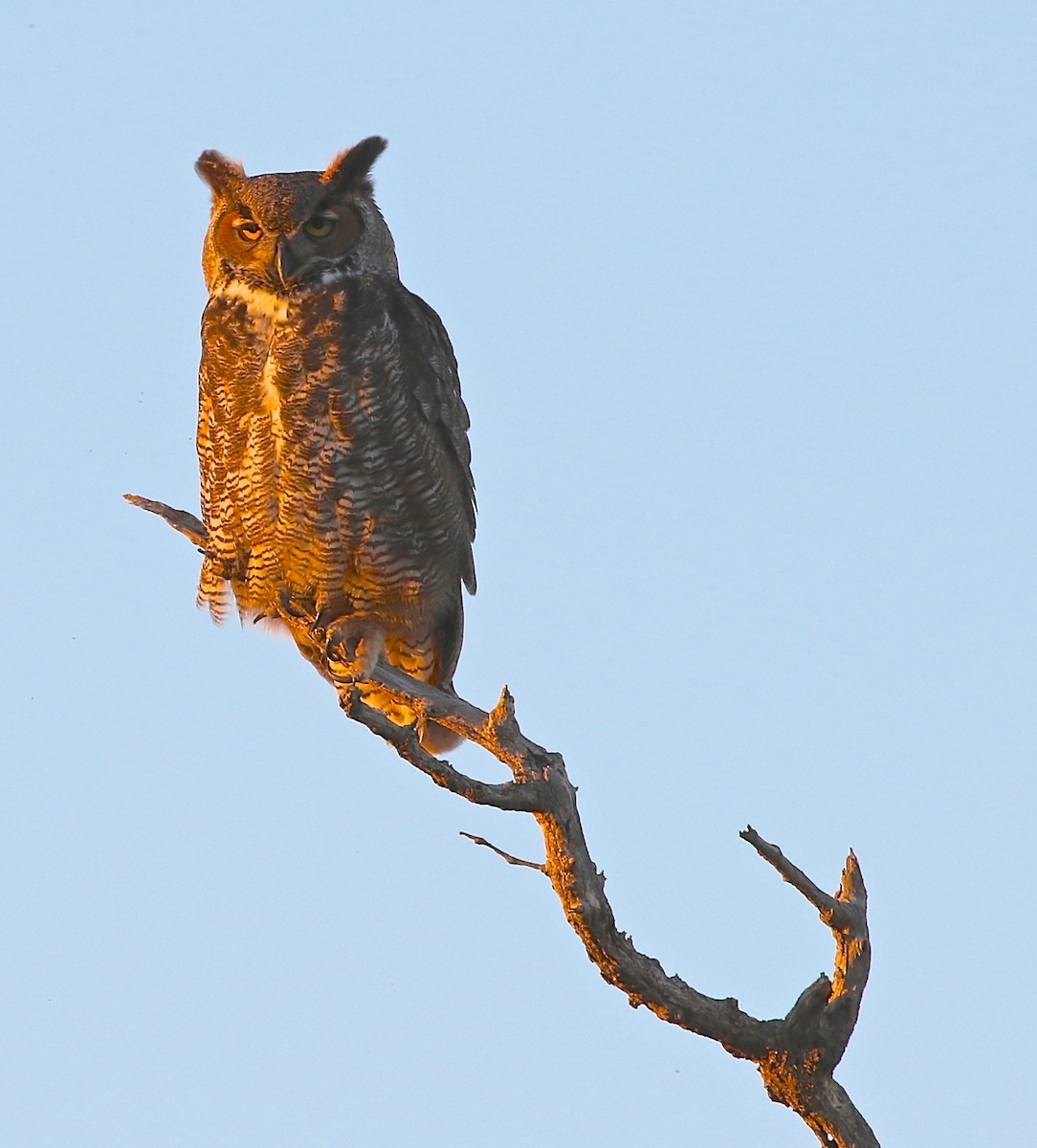 Great Horned Owl - ML46569871